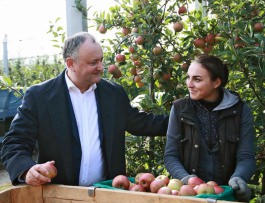 Igor Dodon visited the company "FarmProd" from the village of Olaneşti, Stefan-Voda region