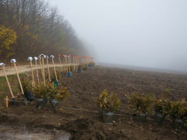 Президент Республики Молдова Николае Тимофти принял участие в  акции  «Дерево нашего долголетия»