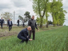 Igor Dodon s-a familiarizat cu activitatea a două întreprinderi agricole din raionul Fălești
