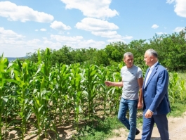 Глава государства посетил аграрное предприятие ООО Tehnostel Car в Хынчештском районе