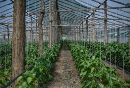 Президент Майя Санду посетила крестьянское хозяйство в Унгень: «2023 год - это поддержка малых и средних предпринимателей»